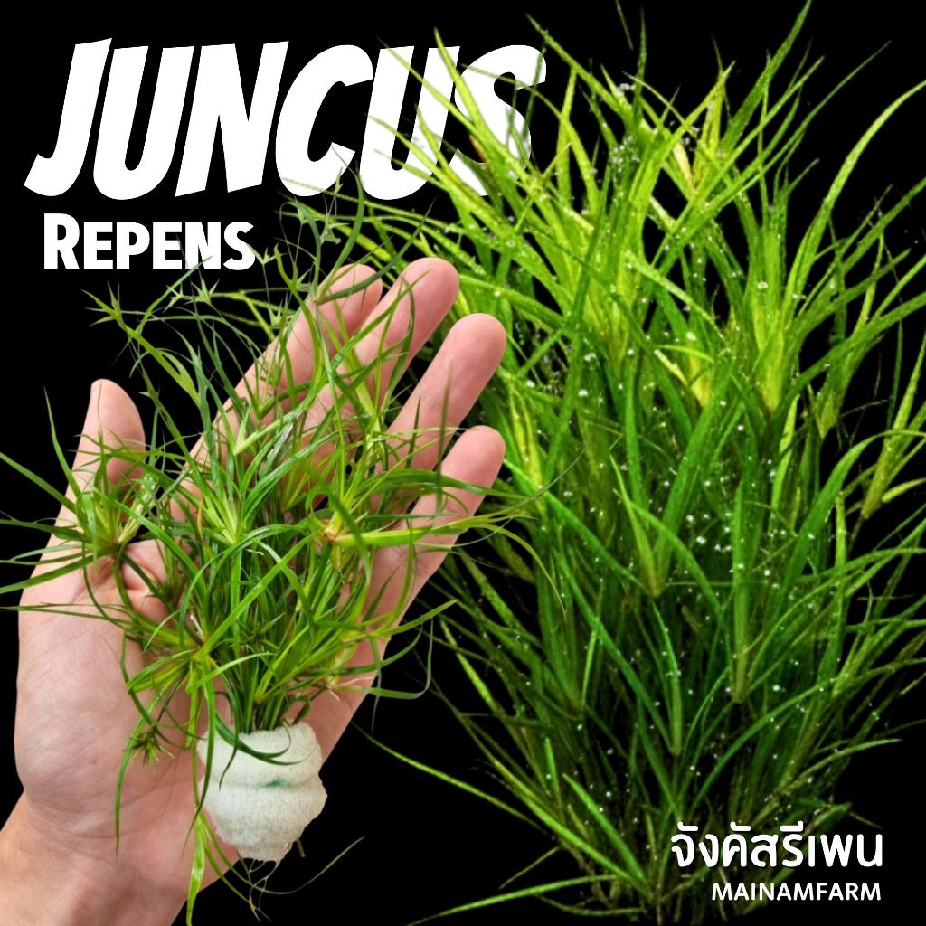 จังคัสรีเพน - JUNCUS REPENS ต้นไม้น้ำ