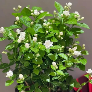 50เมล็ด/ซอง ต้นมะลิ เมล็ดพันธุ์ เมล็ดดอกไม้ Fragrant White Jasmine Seeds Jasmine Flower Seeds【ซื้อ 5 แถม 5 ฟรี】