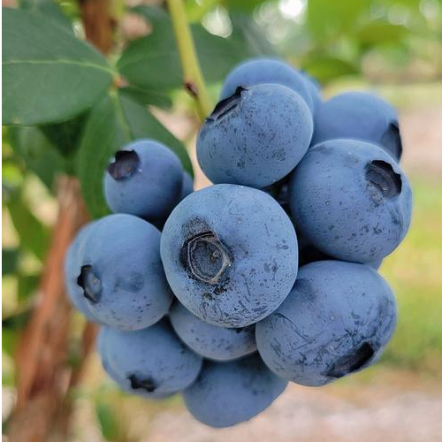 บลูเบอร์รี่ พุ่มเตี้ย Low Bush Blueberry ปลูกในกระถางได้ (20เมล็ด)