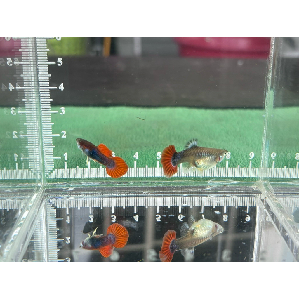 เรดโรส ผ1+ม1 คัดเกรด