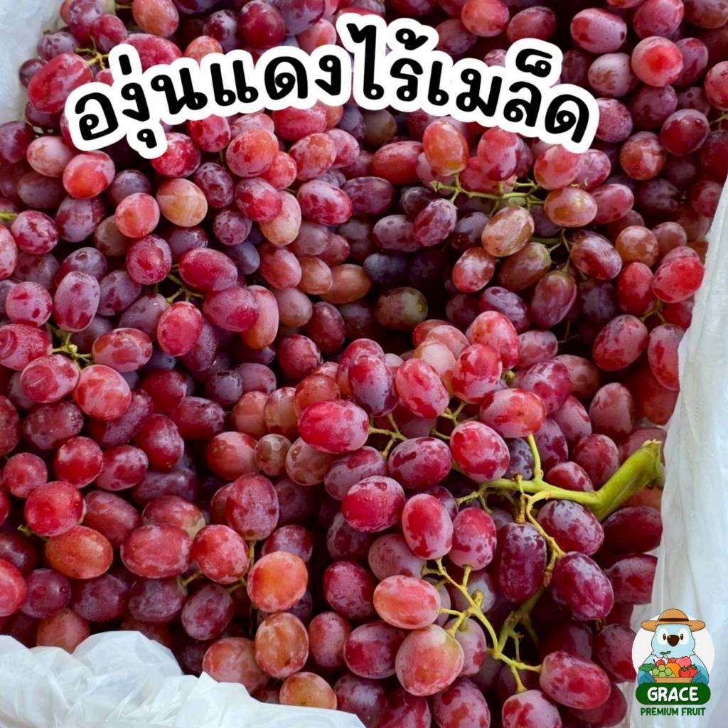 องุ่นแดงไร้เมล็ด ทรงหยดน้ำ ส่งแช่เย็น ❄️ รสชาติหวานเข้มข้น กรอบ