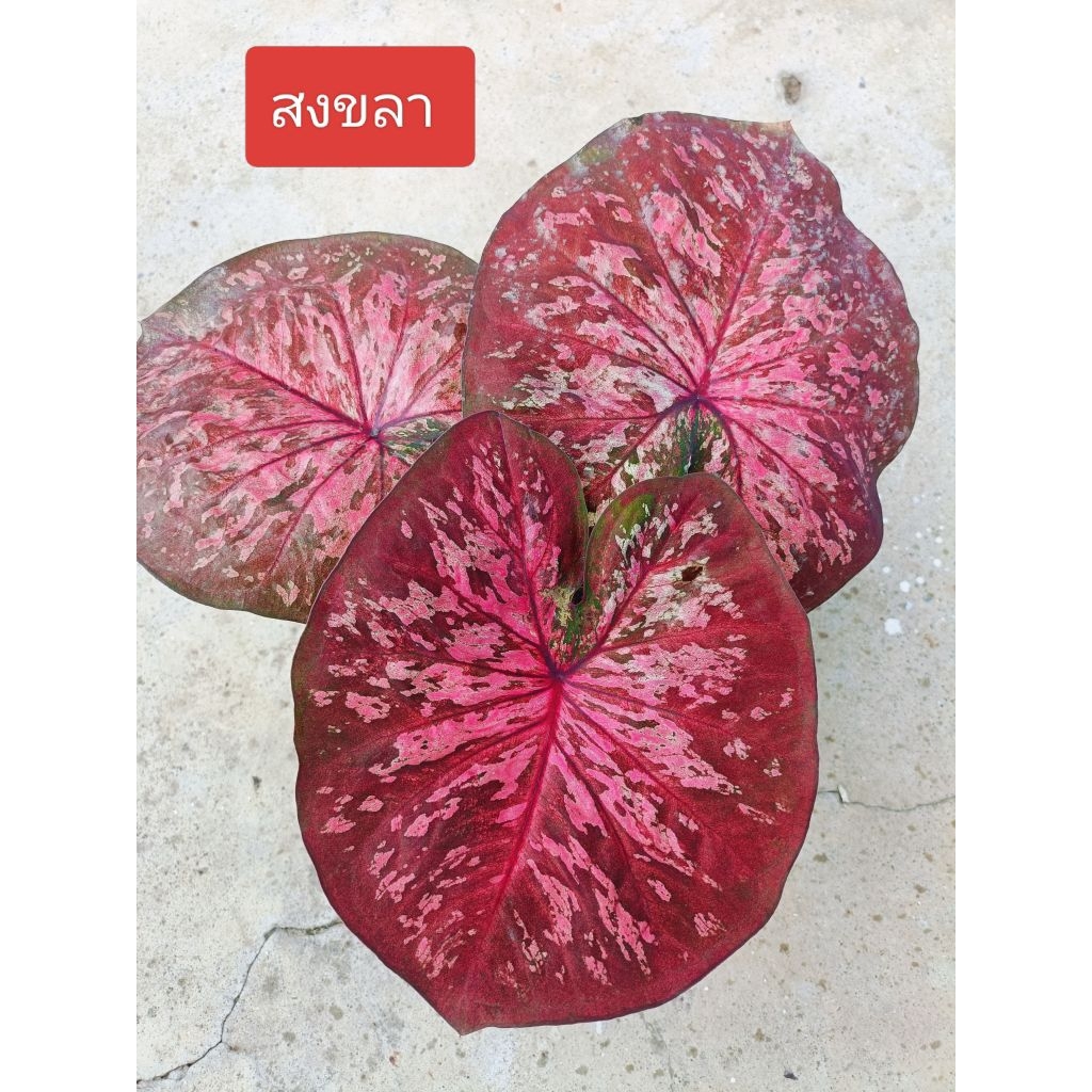 ต้นบอนสี จ.สงขลา  เป็นบอนใบกลม กัดชมพูบานเย็น ชมพูเข้ม เป็นบอนเก่าตับจังหวัด