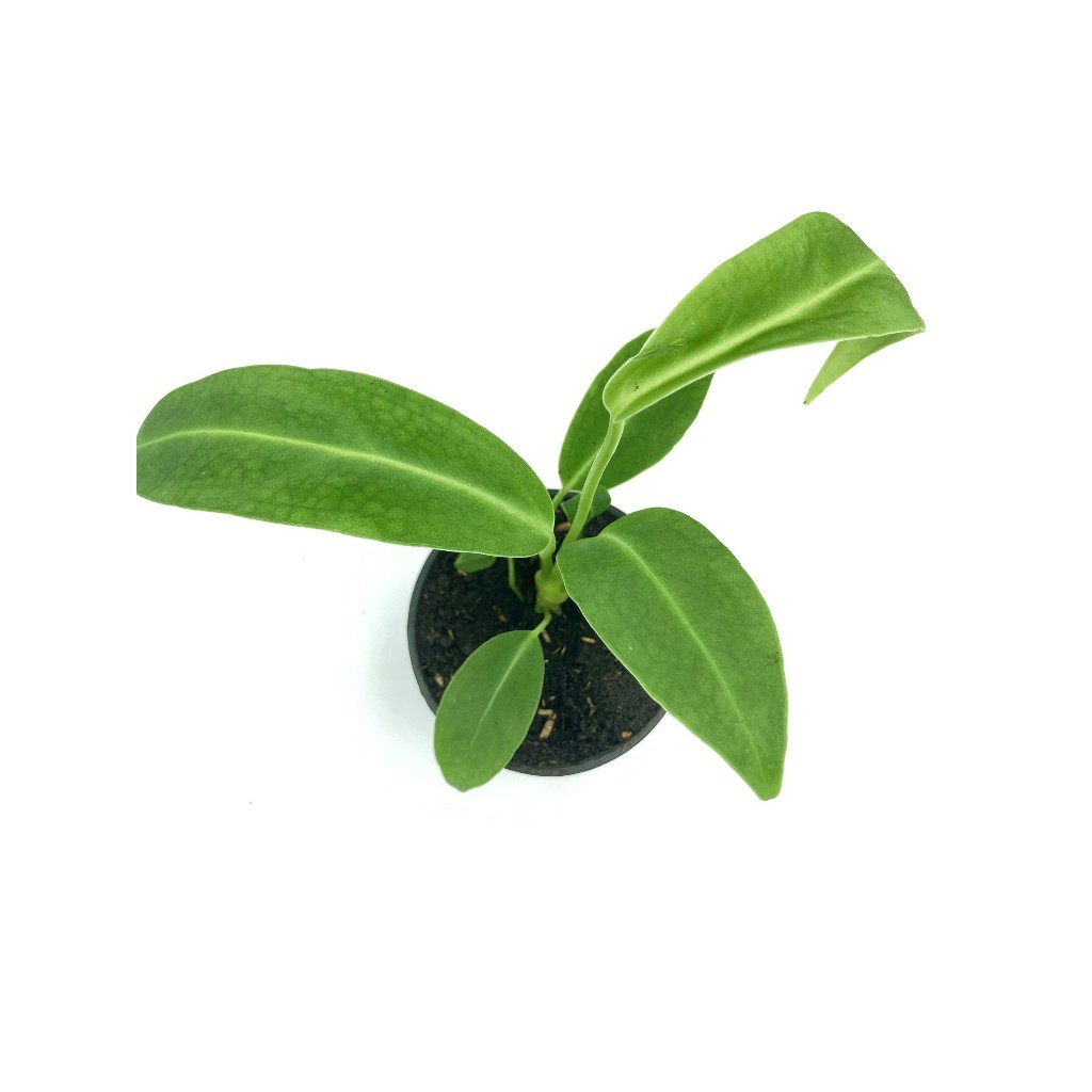 Anthurium Warocqueanum (Queen)  | ถอดกระถาง | สามารถรับเลี้ยงน้องได้เลยค่าาาา