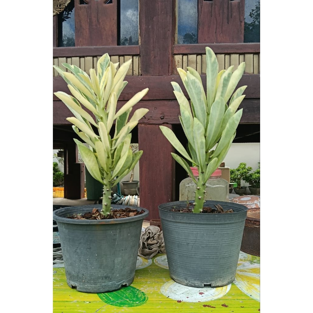 ต้นไม้ ส้มเช้าด่าง สูงกว่า 40 ซม. ต้นละ 50 บาท – โปรปัง