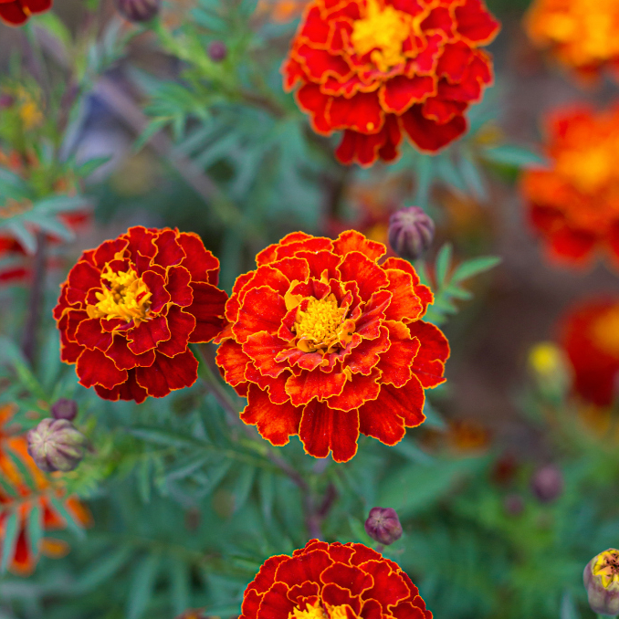 ดาวเรืองฝรั่งเศส ดอกน่ารักสีส้มขอบสีเหลือง เลี้ยงดูง่าย French Marigold