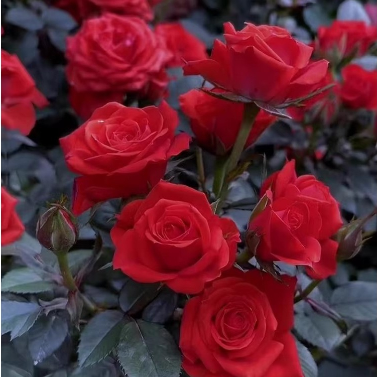 100 เมล็ด เมล็ดพันธุ์ กุหลาบเลื้อย กุหลาบ สีแดง Red Rose Seeds for Planting ดอกไม้ เมล็ดพันธุ์ ปลูกง่าย