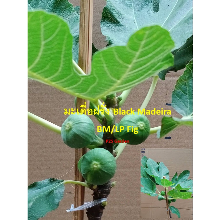 ต้นมะเดื่อฝรั่ง Black Madeira - BM/LP กำลังติดผล กระถาง 8 นิ้ว