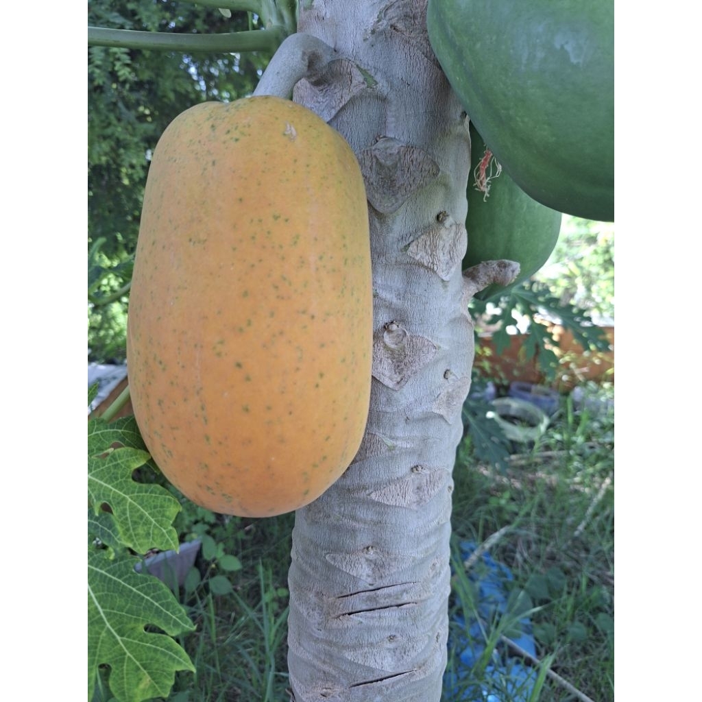 มะละกอฮอนแลนด์สุกปลอดสาร หวานเนื้อแน่น นน.1-1.5 กก.ต่อลูก