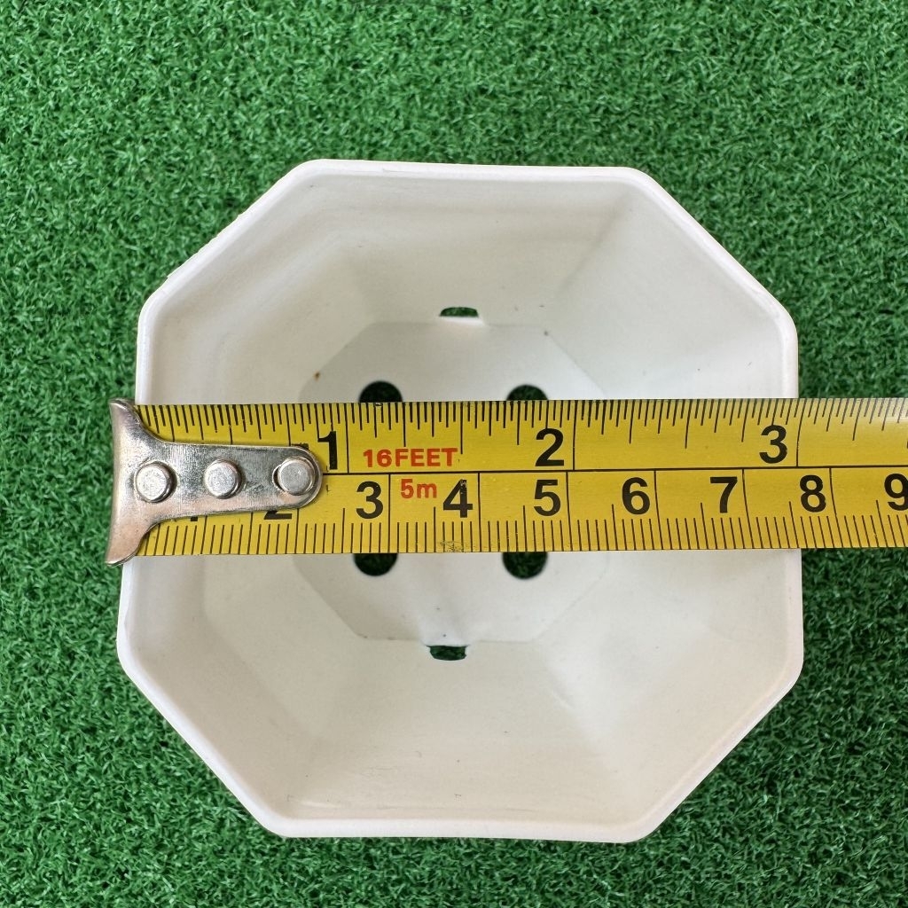 กระถางแคคตัส กระบองเพชร กระถางแปดเหลี่ยม 3 นิ้ว - รูปที่ 5