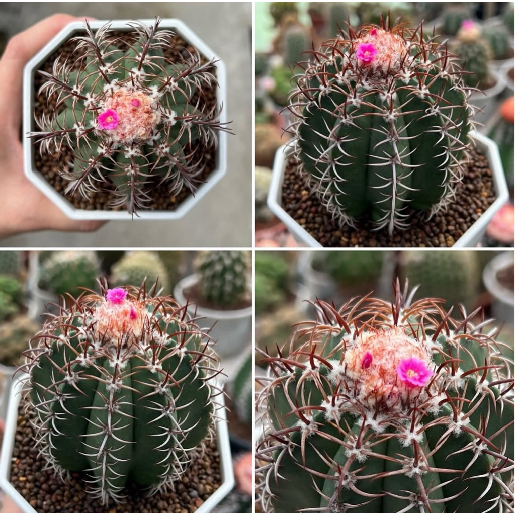 Melocactus Matanzanas: เมโลแคระ แคคตัส กระบองเพชร