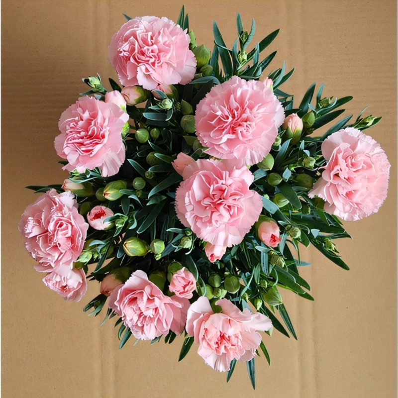 700 เมล็ด เม็ดพันธุ์ ดอกคาร์เนชั่น บอนสี บรรจุ สีผสม Carnation Flower Seeds for Planting ปลูกง่าย อัตราการงอกสูง