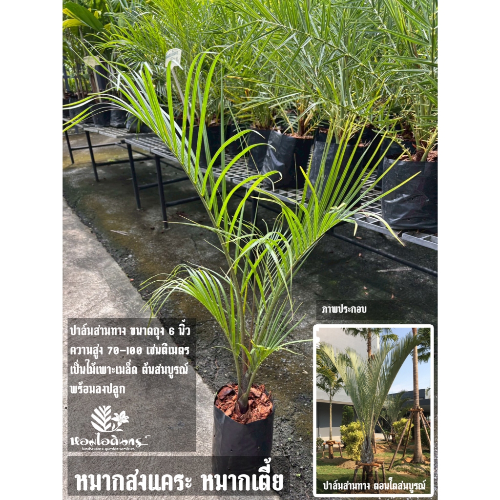 ปาล์มสามทาง สามทาง (Dypsis lutescens (H.Wendl.) Beentje & J.Dransf.)