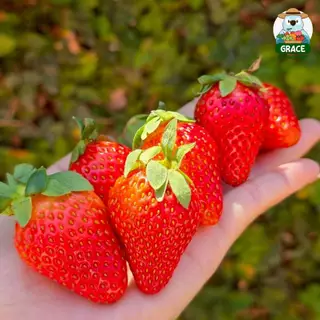 สตอเบอรี่สด 🍓🍓 โปรดอ่านรายละเอียดก่อนสั่งซื้อ แพ็ค 20-24 ลูก