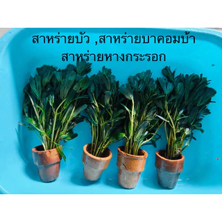 สาหร่ายบัว สาหร่ายบาคอมบ้า สาหร่ายหางกระรอก พร้อมกระถาง (7แถม1)ช่วยให้ร่มเงา เป็นอาหารให้ปลากิน เป็นที่หล่มภัยปลา