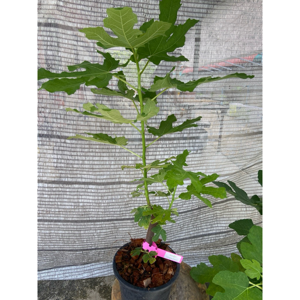 ต้นมะเดื่อฝรั่งลองดุ้ท หวานจัดลูกใหญ่ กระถาง8“ขอดูต้นจริงได้ค่ะ  longue d’aout figs tree