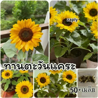 [​ซื้อ 5 แถม 5 ฟรี]เมล็ดพันธุ์​ดอกไม้ นานาชนิด เมล็ดเยอะราคาถูก เหมาะสำหรับบ้านและสวนขนาดเล็ก