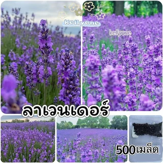 [​ซื้อ 5 แถม 5 ฟรี]เมล็ดพันธุ์​ดอกไม้ นานาชนิด เมล็ดเยอะราคาถูก เหมาะสำหรับบ้านและสวนขนาดเล็ก