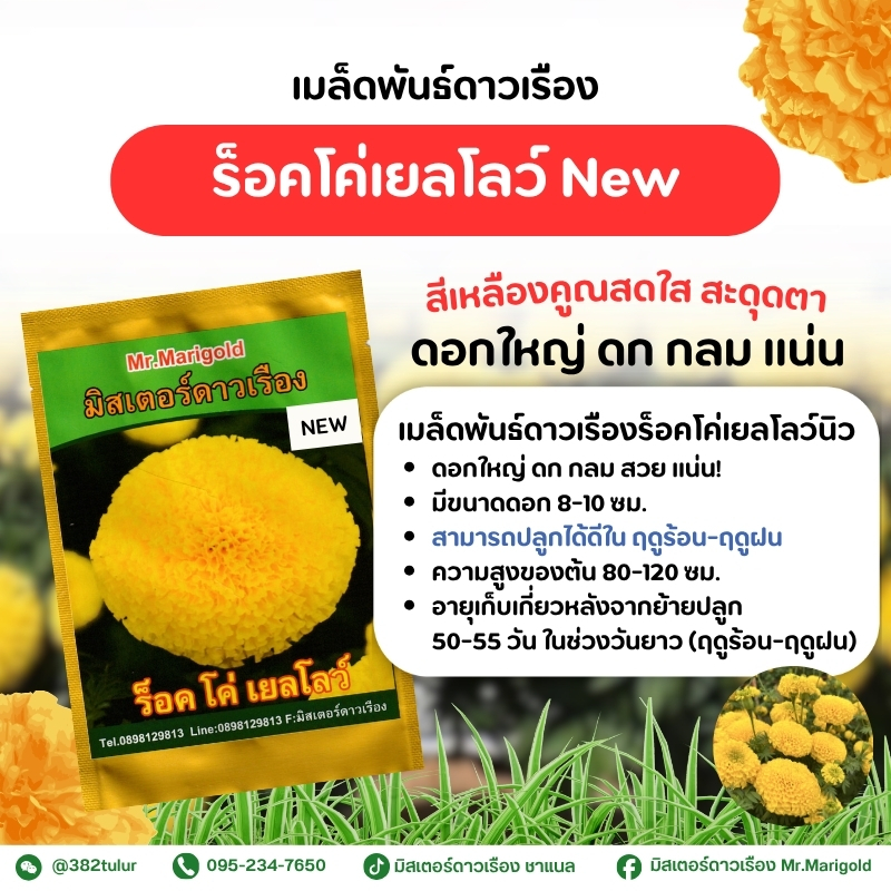 เมล็ดพันธุ์ดาวเรืองร็อคโค่เยลโลว์ New สีเหลืองไข่ / มิสเตอร์ดาวเรือง