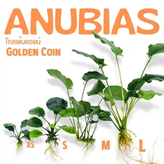 อนูเบียสโกลเด้นคอยน์ (ใบกลมหยัก) เลือกขนาดได้ - ANUBIAS NANA ‘GOLDEN COIN’ ต้นไม้น้ำ