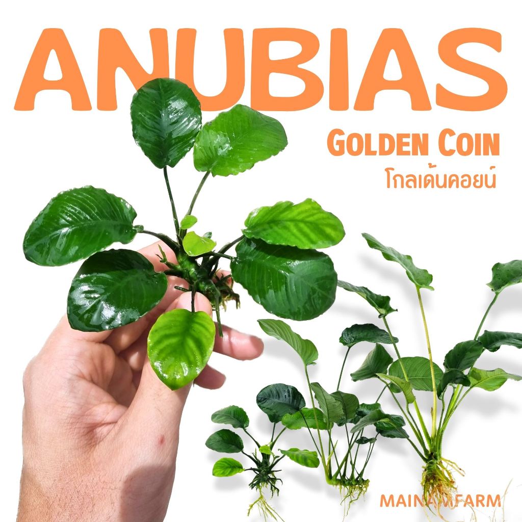 อนูเบียสโกลเด้นคอยน์ (ใบกลมหยัก) เลือกขนาดได้ - ANUBIAS NANA ‘GOLDEN COIN’ ต้นไม้น้ำ