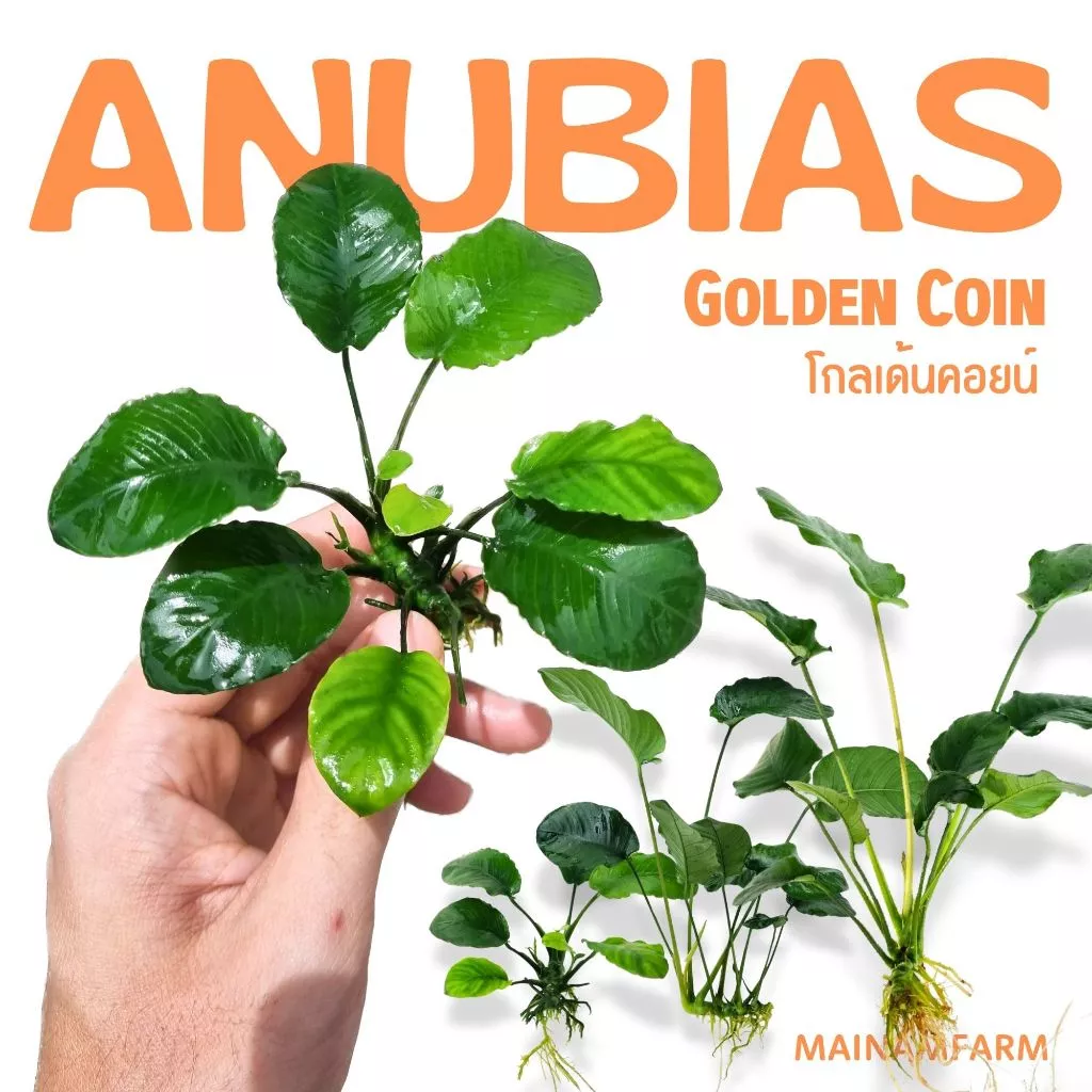 อนูเบียสโกลเด้นคอยน์ (ใบกลมหยัก) เลือกขนาดได้ - ANUBIAS NANA ‘GOLDEN COIN’ ต้นไม้น้ำ