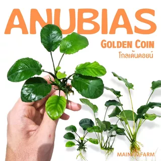 อนูเบียสโกลเด้นคอยน์ (ใบกลมหยัก) เลือกขนาดได้ - ANUBIAS NANA ‘GOLDEN COIN’ ต้นไม้น้ำ