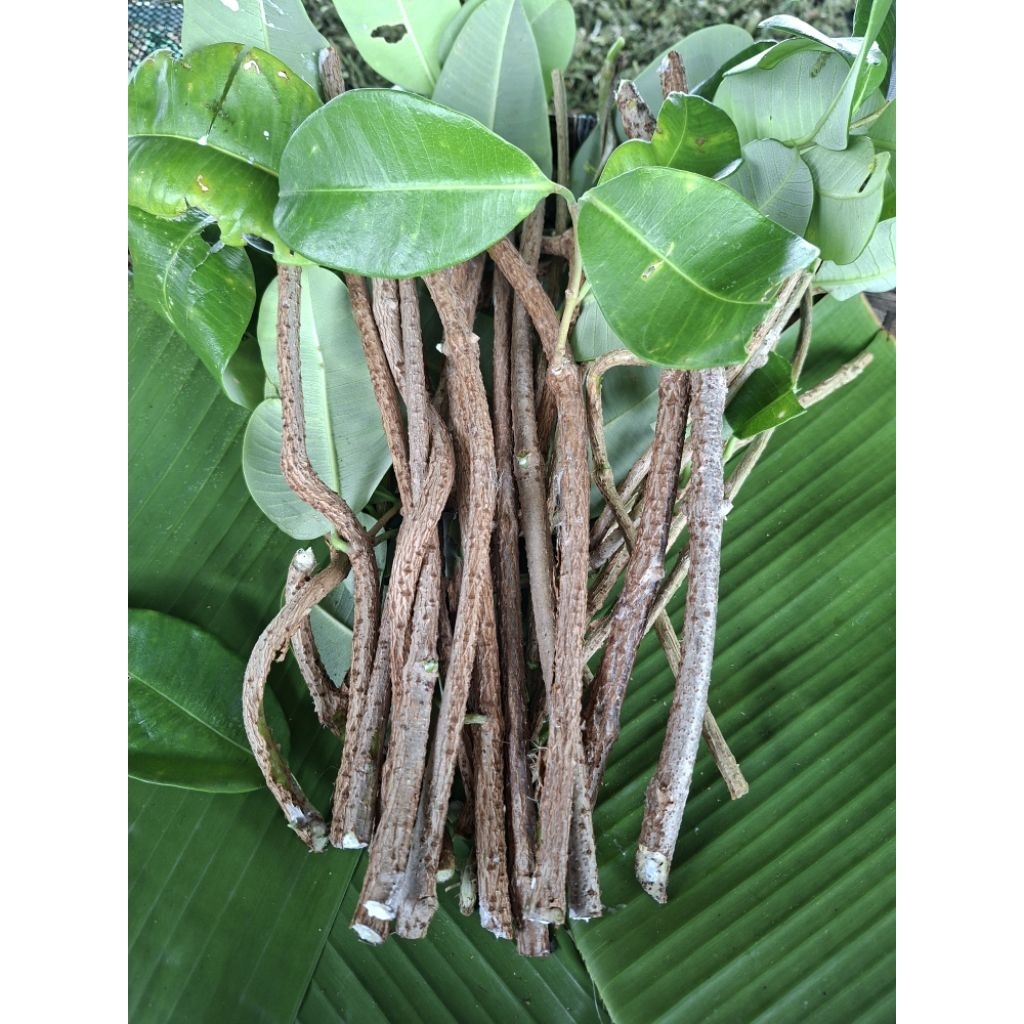เครือเอ็นอ่อนตัดสด (บรรจุ500/1000กรัม)