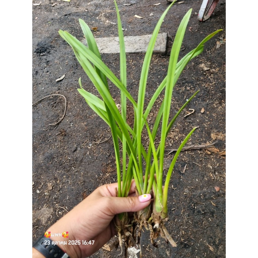 กล้วยไม้ซิมบิเดียมสีชมพูกะปิ 1 ต้นหุ้มขุย 💐นำไปปลูกลงในกระถางเอง💐กล้วยไม้หายาก ดอกสวยเป็นพวง😍 - รูปที่ 4