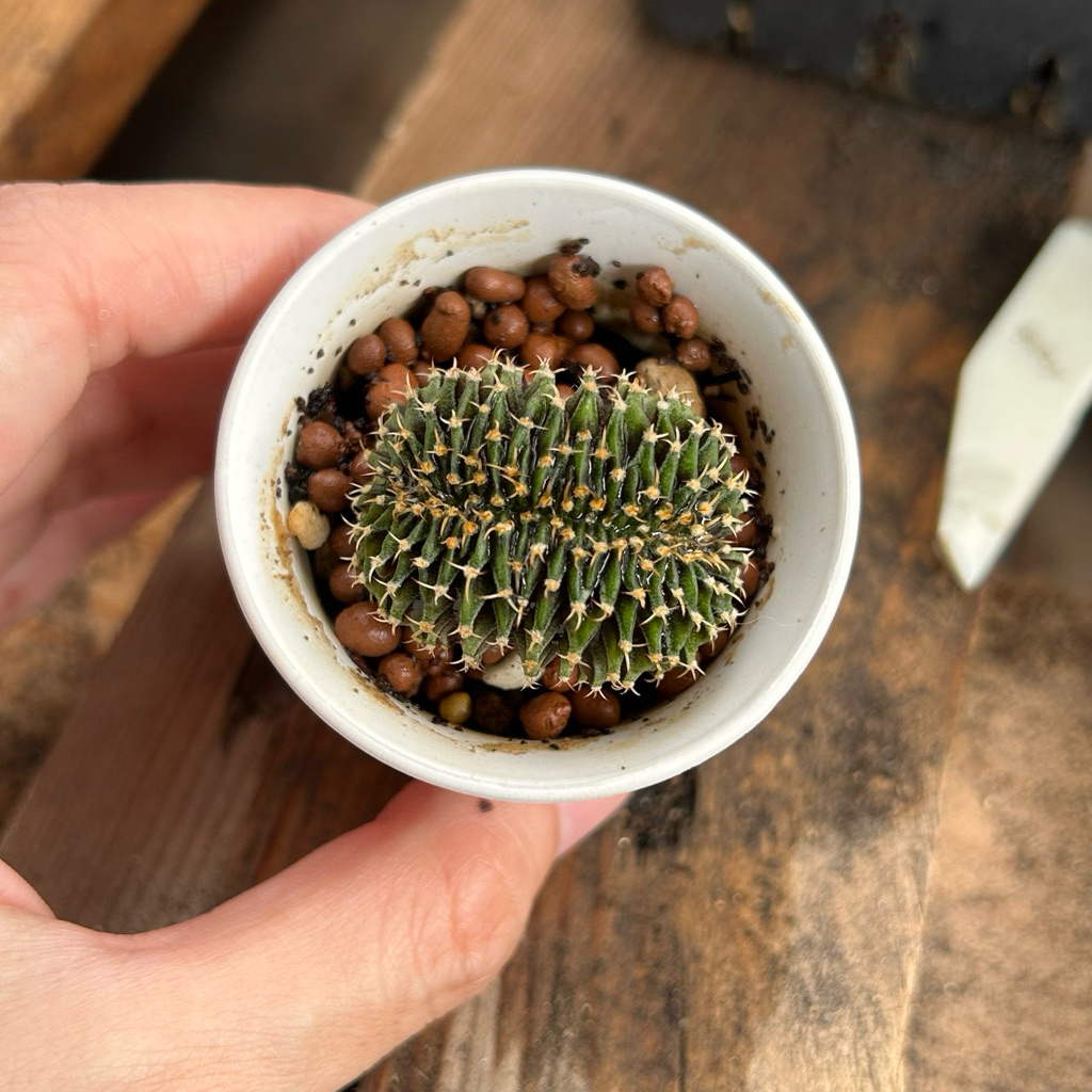 คริสตาต้า LB2178 hyb ไม้เมล็ด🌵กระบองเพชร