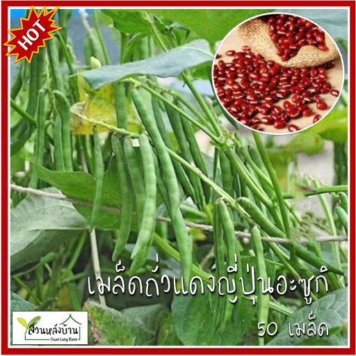 50 เมล็ด ถั่วแดงญี่ปุ่น อะซูกิ (Azuki Bean) เมล็ดถั่วแดงญี่ปุ่น