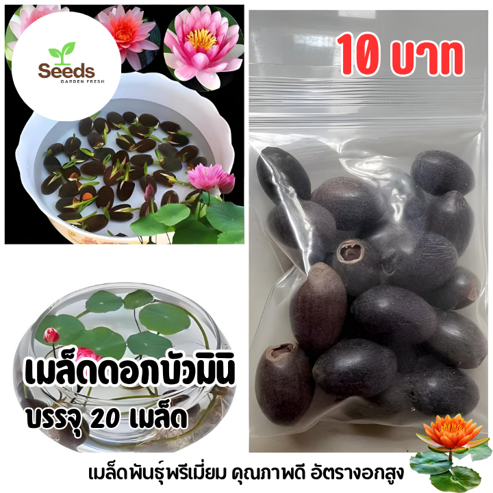 เมล็ดบัวแคระ บรรจุ 20 เมล็ด