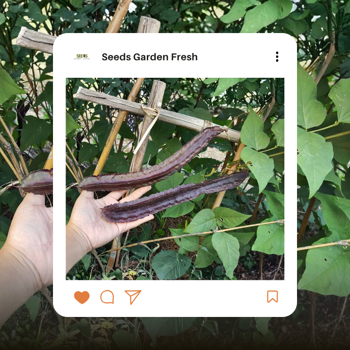 เมล็ดถั่วพลูไพลิน บรรจุ 25 เมล็ด - รูปที่ 2