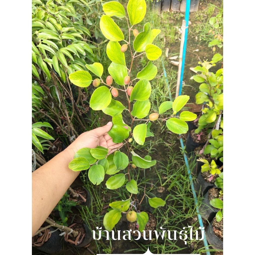 ต้นพุทรา พันธุ์แดงอินเดีย ต้นทาบกิ่ง สูง 80-100 ซม. ต้นติดดอก