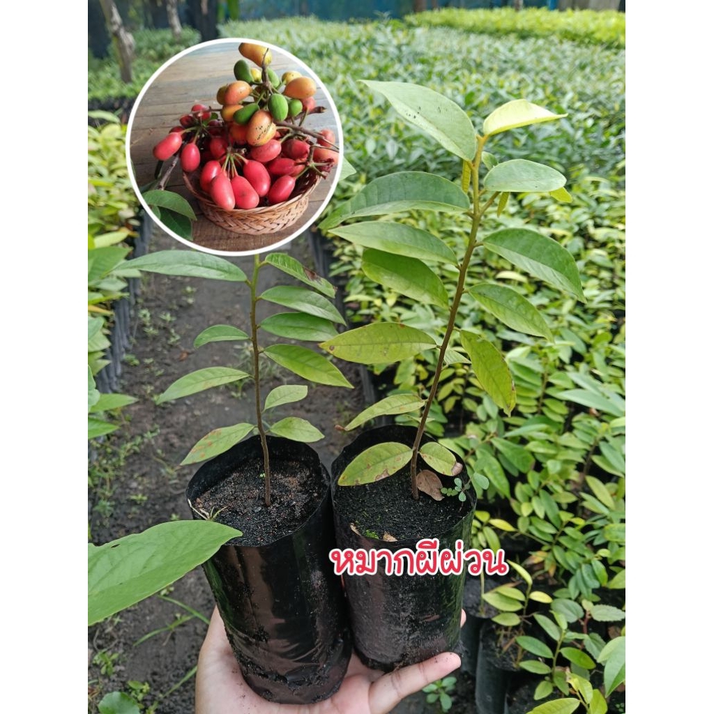 (ชุด 4 ต้น) ต้นหมากผีผ่วนหรือลูกนมควาย ผลไม้ป่าหายาก