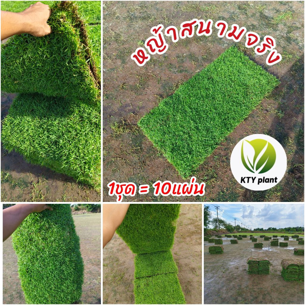 หญ้าสนามจริง 10 แผ่น (5ตารางเมตร) หญ้าจัดสวน หญ้านวลน้อย, หญ้าญี่ปุ่น, หญ้าพาสพาลัม, หญ้ามาเลเซีย ขนาด ต่อแผ่น50x100ซม.