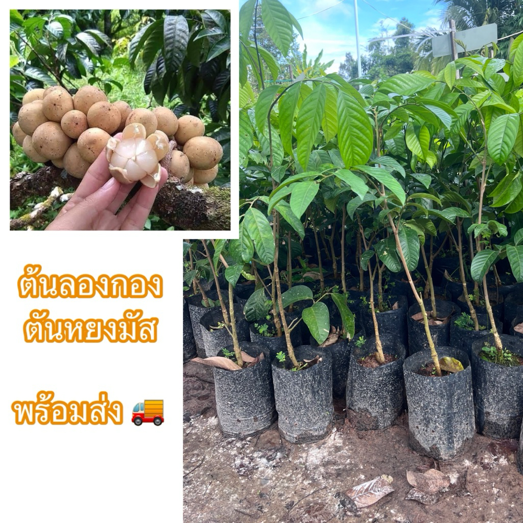 ต้นลองกองตันหยัง เสียบยอด ขนาด70-80ซม.(สั่งขั้นต่ำ2ต้น) กำลังเป็นที่นิยมเพราะยางน้อย หวานอร่อย ลูกดก และปลูกง่าย