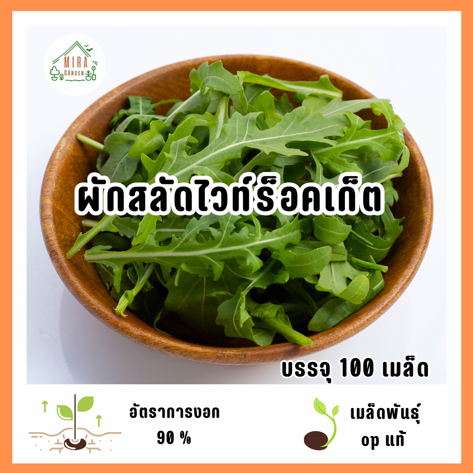 เมล็ดพันธุ์ผักสลัดไวท์ ร็อคเก็ต 100 เมล็ด