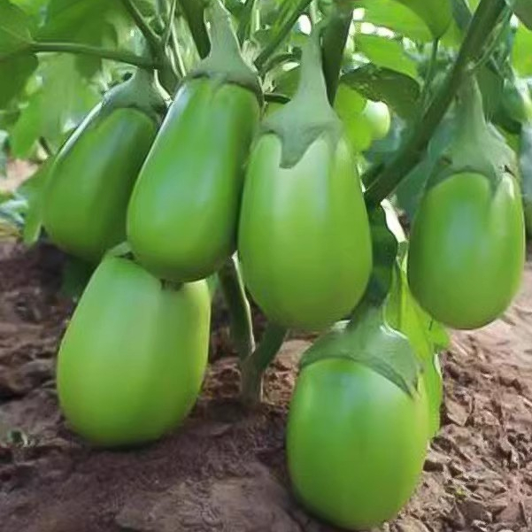 200เมล็ด/ซอง เมล็ดพันธุ์ มะเขือ ยักษ์ High Yield Big Green Eggplant Seeds Round Eggplant Plant