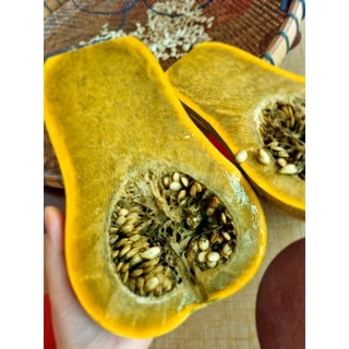 ฟักทองเนื้อดำ กัวเตมาลา กรีนอาโยเต้ (ชุดละ 25 เมล็ด)