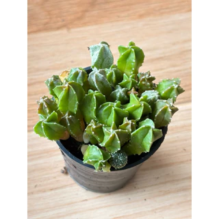 ไม้พอทแคคตัส แอสโตรไฟตั้ม ไมริโอ้ สติ๊กมา (Astrophytum Myriostigma) ในกระถาง 2.5 นิ้ว 🚛ส่งทั้งกระถาง