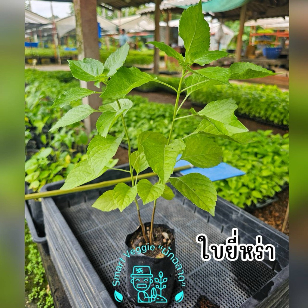🌿 ขายต้นกล้าใบยี่หร่า สด แข็งแรง พร้อมปลูก 🌿