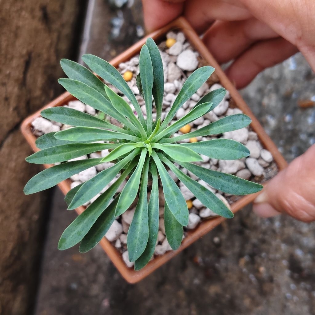 Euphorbia Sotetsu Kirin (ยูโฟเบีย คิริน) 80บาทกระถาง3นิ้ว