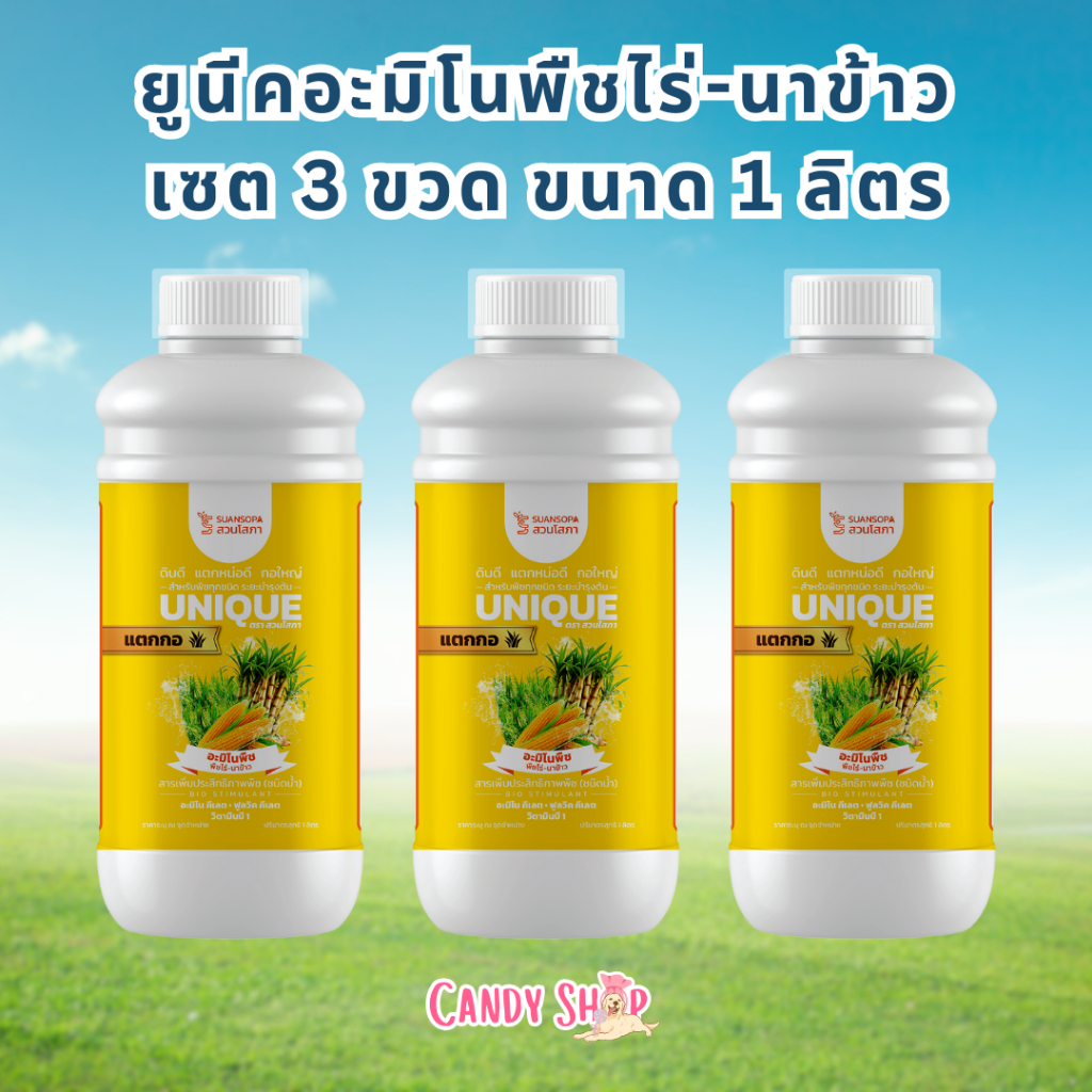 ยูนีค อะมิโนพืชไร่ นาข้าว สูตรแตกก่อ เซต 3 ขวด ทำให้พืชแตกกอไว กอแน่น ต้นตั้งตรง พร้อมระบบรากที่สมบูรณ์ มีไนโตรเจนสูง