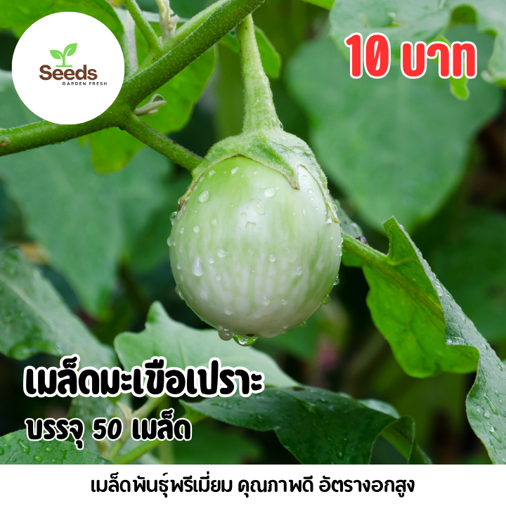 เมล็ดมะเขือเปราะ บรรจุ 50 เมล็ด
