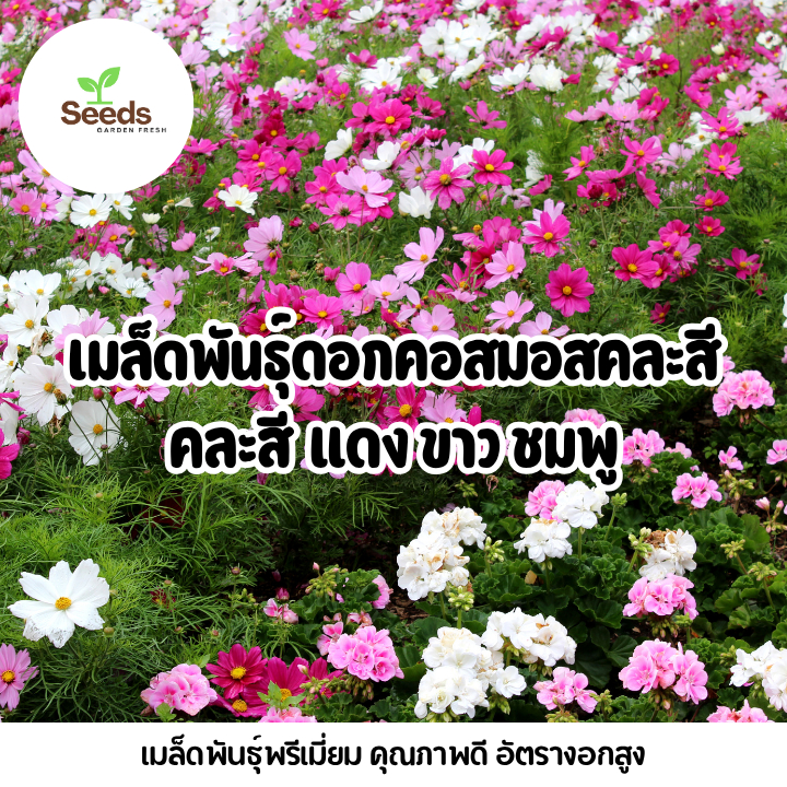 สุดคุ้ม!! เมล็ดพันธุ์ดอกคอสมอสคละสี (Cosmos) แดง ขาว ชมพู