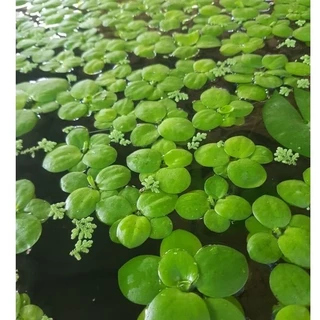 ☘️จอกญี่ปุ่นดาว☘️เลี้ยงง่ายไตไว☘️สร้างบรรยากาศสดใส☘️น้องาปลาวางไข่สดชื่นมากๆค่ะจอกญี่ปุ่นจิ๋ว..20++++.💕🫠☘️☘️☘️