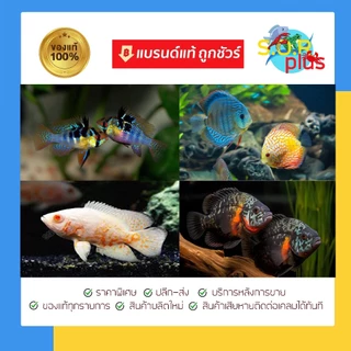 สำหรับปลาสวยงามทุกชนิด ,เม ทา ลีน บลู เสริมสำหรับตู้ปลา บ่อปลาสวยงาม อุปกรณ์เสริมปลาสวยงาม