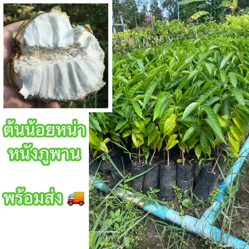 ต้นน้อยหน่าหนังภูพาน เพาะเมล็ด ขนาด20-30ซม. ของดีเมืองสกลนคร เมล็ดน้อย เนื้อแน่นเหนียวหนึบไม่เละ หวานอร่อย ปลูกง่ายโตไว