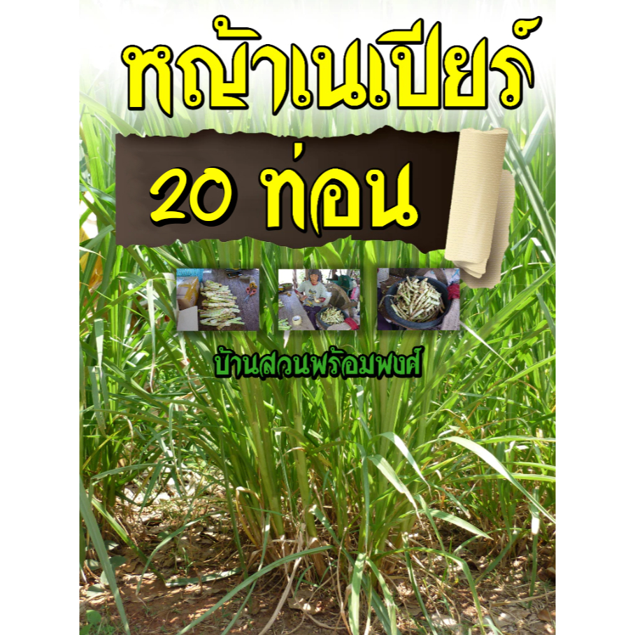 ท่อนพันธุ์หญ้าเนเปียร์ปากช่อง1 20 ท่อน บ้านสวนพร้อมพงศ์