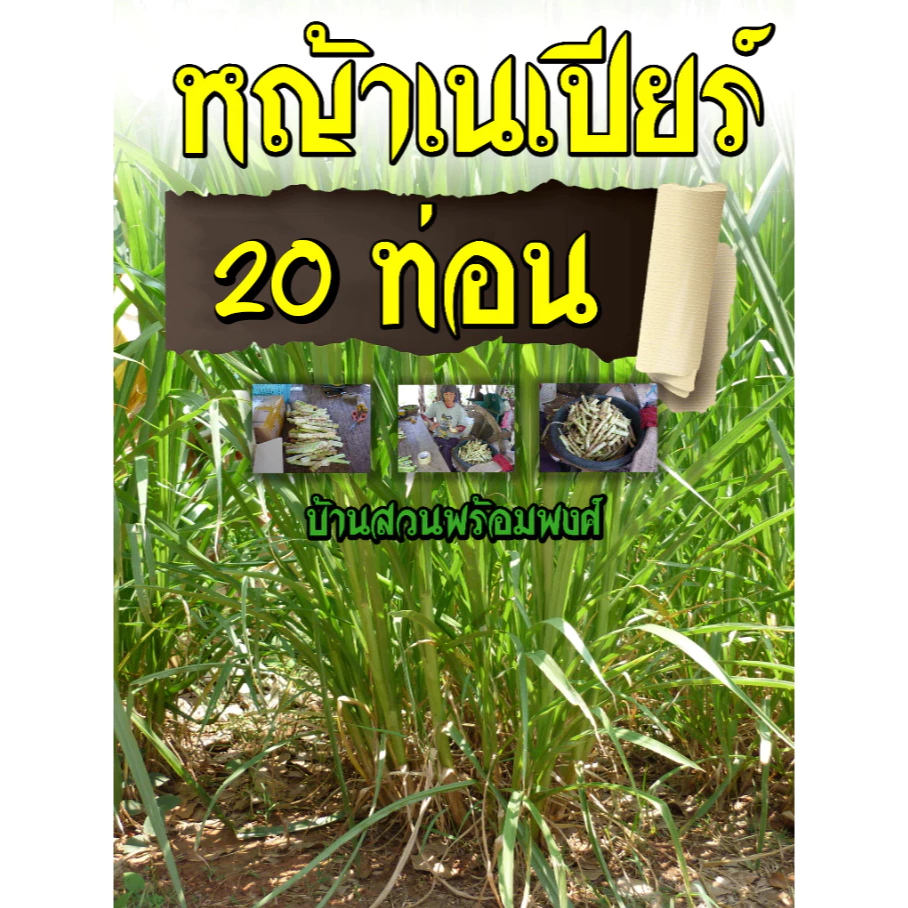 ท่อนพันธุ์หญ้าเนเปียร์ปากช่อง1 20 ท่อน บ้านสวนพร้อมพงศ์